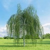 Buy Rare Seeds Betula pendula | European white birch |