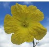 Luffa cylindrica | Sponge Gourd | 10 Seeds