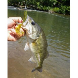 Yum Lures Grub Multi-Species Curly-Tail Swim-Bait Fishing Lure, White, 2"