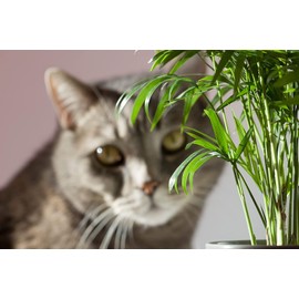 American Plant Exchange Parlour Palm Tree, Chamaedorea Elegans, 6-Inch Pot, Live Easy to Care Houseplant, Indoor Plant Décor