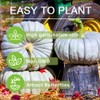 10+ Pumpkin Vegetable Seeds for Planting Outdoors Non-GMO Heirloom