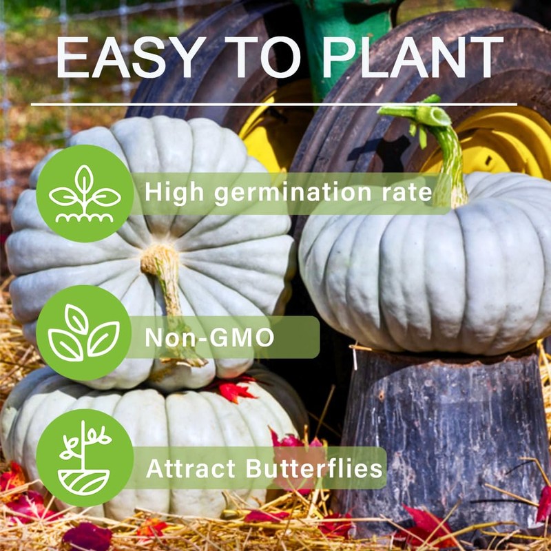10+ Pumpkin Vegetable Seeds for Planting Outdoors Non-GMO Heirloom