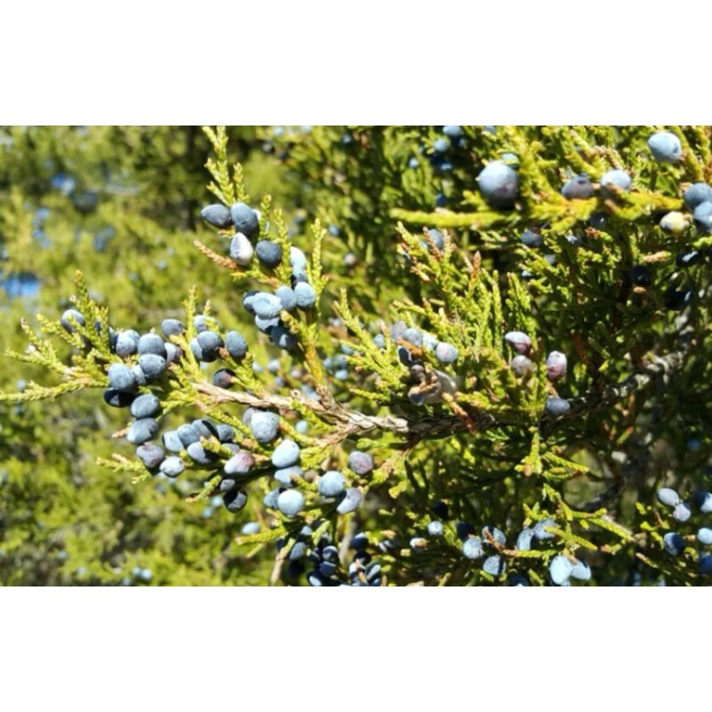 Tree Eastern Red Cedar Tree Juniperus Virginiana 5"Rescue Seedling* Ball