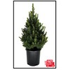 Unbranded 2.5 qt. Dwarf Alberta Spruce Live Pyramidal Evergreen Tree