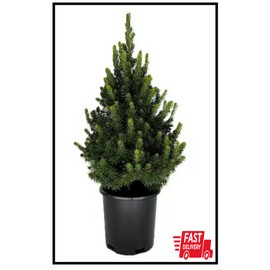 Unbranded 2.5 qt. Dwarf Alberta Spruce Live Pyramidal Evergreen Tree Conifer