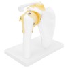 1:1 Life Size Human Anatomy Shoulder Joint Model Shoulder Blade