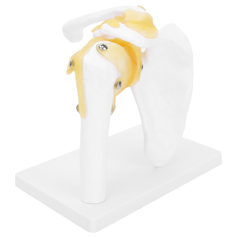 1:1 Life Size Human Anatomy Shoulder Joint Model Shoulder Blade