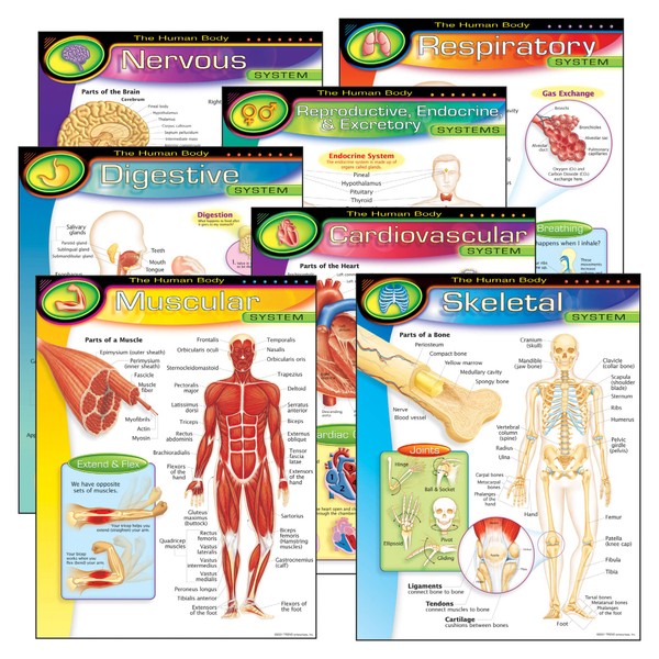 TREND enterprises, Inc. T-38913 The Human Body Learning Charts Combo Pack, Set of 7