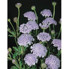 Didiscus Caeruleus Lacy Lavender Blue Nice Garden Flower by Seed Kingdom (200 Seeds)