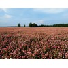 Red Clover Seed by Eretz (3lb) - Choose Size! Premium