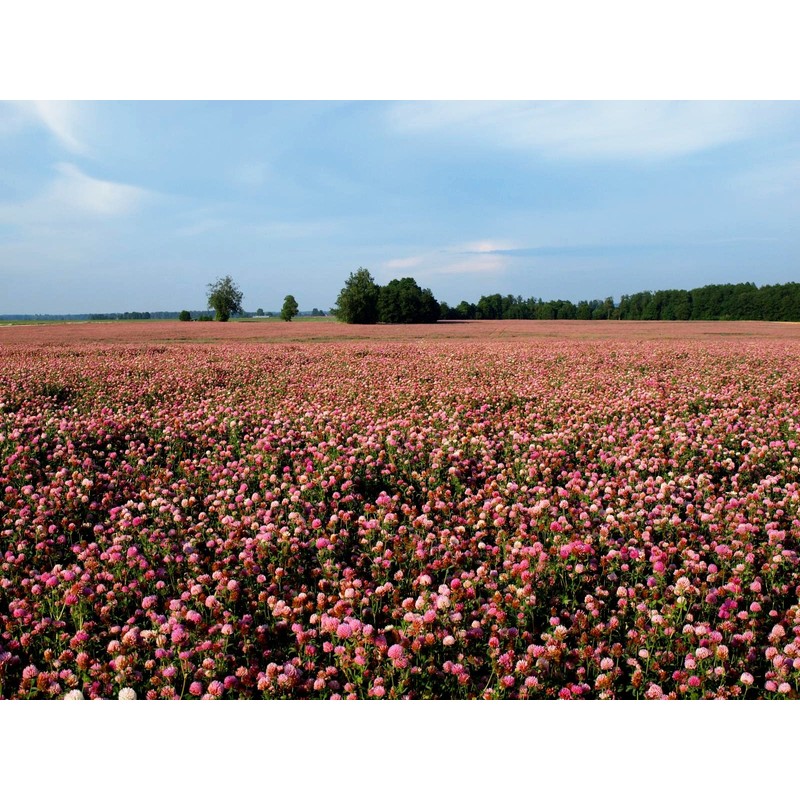 Red Clover Seed by Eretz (3lb) - Choose Size! Premium
