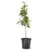 American Plant Exchange Shumard Oak Tree, 5 Gallon Pot, 3-4ft