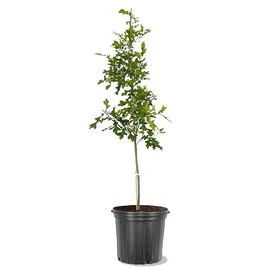 American Plant Exchange Shumard Oak Tree, 5 Gallon Pot, 3-4ft Tall, Outdoor Landscape Garden Plant, Live Plant, Shade Tree, Fast Growing and Hardy