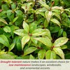 6 Xylosma Congestum, Live Plants – Shiny Xylosma in 2.5”