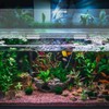 Sieral Aquarium Polycarbonate Canopy Set 29 x 11.38 x 0.12