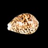 Polished Tiger Cowrie Sea Shell Premium Quality Rare Unique Sea