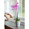 Miracle-Gro Orchid Plant Food Spikes (3)