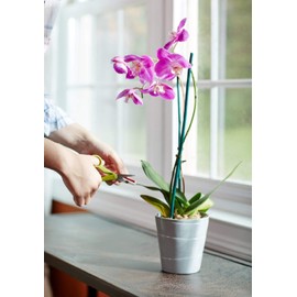 Miracle-Gro Orchid Plant Food Spikes (3)