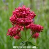 Fresh Jupiter's Beard - Red Valerian (Centranthus Ruber) - Bee