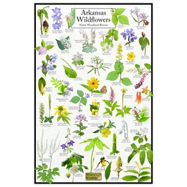 Where's Wildlife Arkansas Wildflowers Poster - Native Woodland Blooms - Educational Science Chart of Arkansas Flowers (24" x 36")