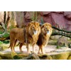 Trefl Lions Jigsaw Puzzle (1500 Piece)