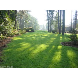 SeedRanch (On Backorder until 2026) Zenith Zoysia Grass Seed 100% Pure 1/2 Lb.
