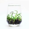 10PCS Bonsai Lotus Seeds for Planting - Mixed Colors Water