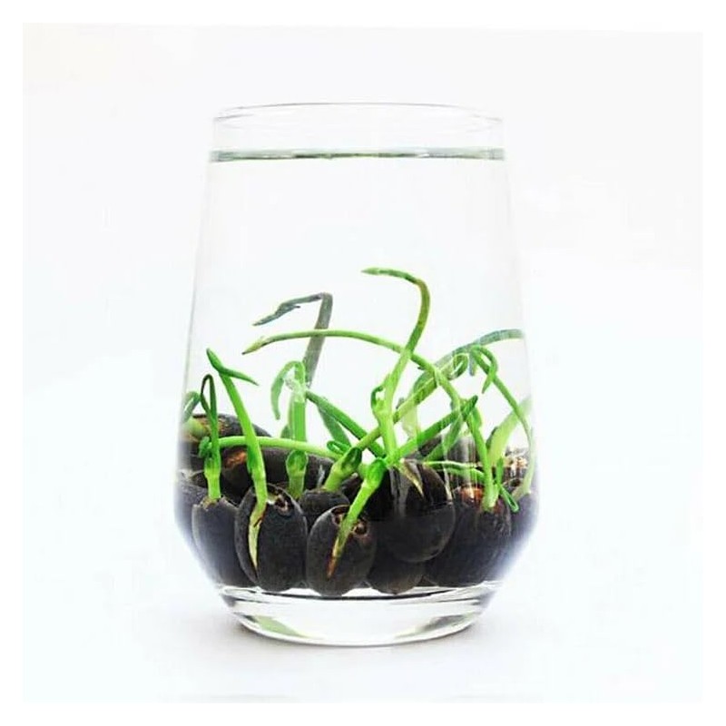 10PCS Bonsai Lotus Seeds for Planting - Mixed Colors Water