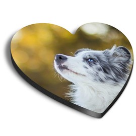 1 x Heart MDF Magnets - Australian Shepherd Dog Pets Puppies 8619