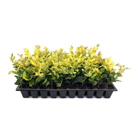 Ligustrum Japonicum 'Howardi' - 10 Live Plants - Evergreen Privacy Hedge Yellow Tip Shrub