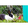 Metal Rabbit Chicken Water Cup Chicken Kettle DIY Rabbit Chicken