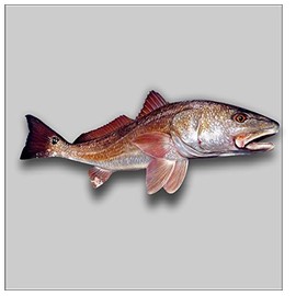 Vinyl Junkie Graphics Redfish Sticker/Decal