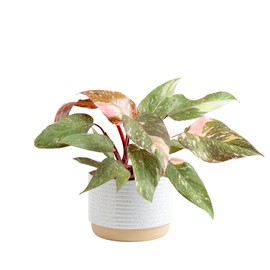Costa Farms Pink Princess Philodendron, Live Indoor Plant, Rare Unique Houseplant Potted in Indoors Garden Plant Pot, Living Room Home Decor, Trending Tropicals Collection, 1 Foot Tall