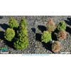 Wilt-Pruf® Drought Guard Spray | Organic Plant Protector | Shields