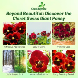 Outsidepride 1000 Seeds Viola Pansy Red Claret Flower Seeds for Planting