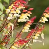 Outsidepride Mina Lobata - 100 Seeds