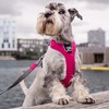 DOG Copenhagen Comfort Walk Pro Harness, Ocean Blue, Size L