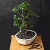 Professional Bonsai Butterfly Scissors | Pruning Shears for Trimming Plants