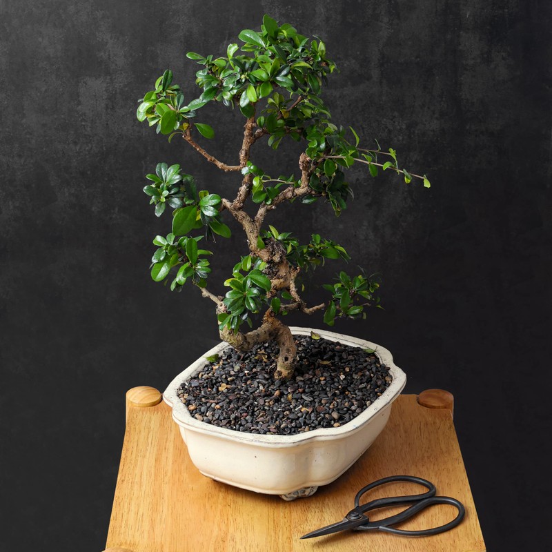 Professional Bonsai Butterfly Scissors | Pruning Shears for Trimming Plants