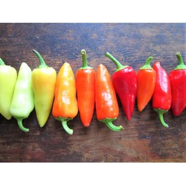 TomorrowSeeds - Santa Fe Grande Pepper Seeds - 300+ Count Packet - for 2024 700 Scoville Medium Hot Chili Guero Chile Yellow Calibre