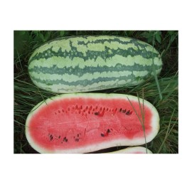 Honest Seed Co. Giant Jubilee Watermelon Seeds for Planting | Non-GMO | Heirloom Garden Seed USA - 150+