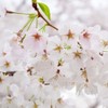 Generic Cherry Flowering Tree, 5 gal. (Yoshino), Green