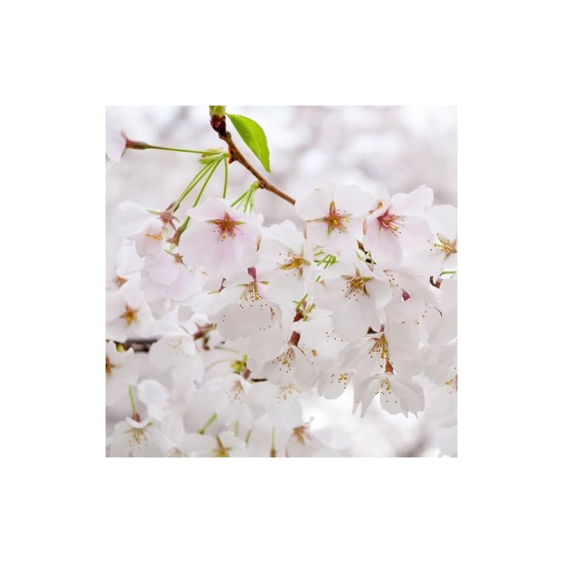 Generic Cherry Flowering Tree, 5 gal. (Yoshino), Green