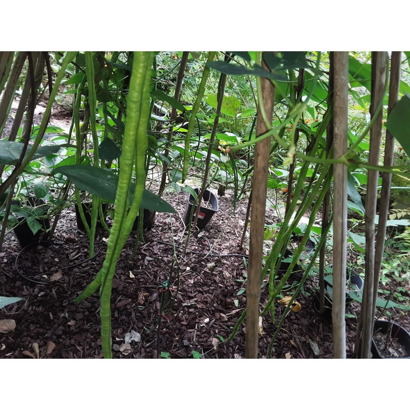 15 Organic Asian Long Bean Seeds (Green,Long Variety),Rare type.US grown.