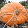 MySeeds.Co Dill's Atlantic Giant Pumpkin (Cucurbita Maxima) Vegetable Seeds, Grows