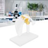 1:1 Life Size Human Anatomy Shoulder Joint Model Shoulder Blade