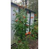 Seeds Bee Blooming Mexican Sunflower Mix - 20 Seeds BOLD