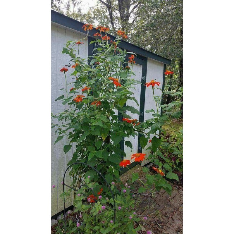 Seeds Bee Blooming Mexican Sunflower Mix - 20 Seeds BOLD