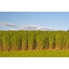 1,000 Switchgrass Seeds for Planting - Fast Growing Prairie Grass