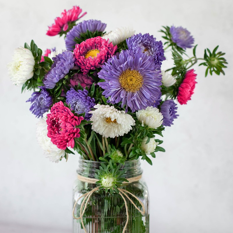 The Old Farmer's Almanac Aster Seeds (Powderpuff Mix) - Approx